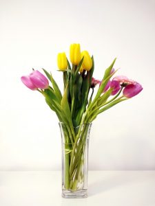 domti tulipanes